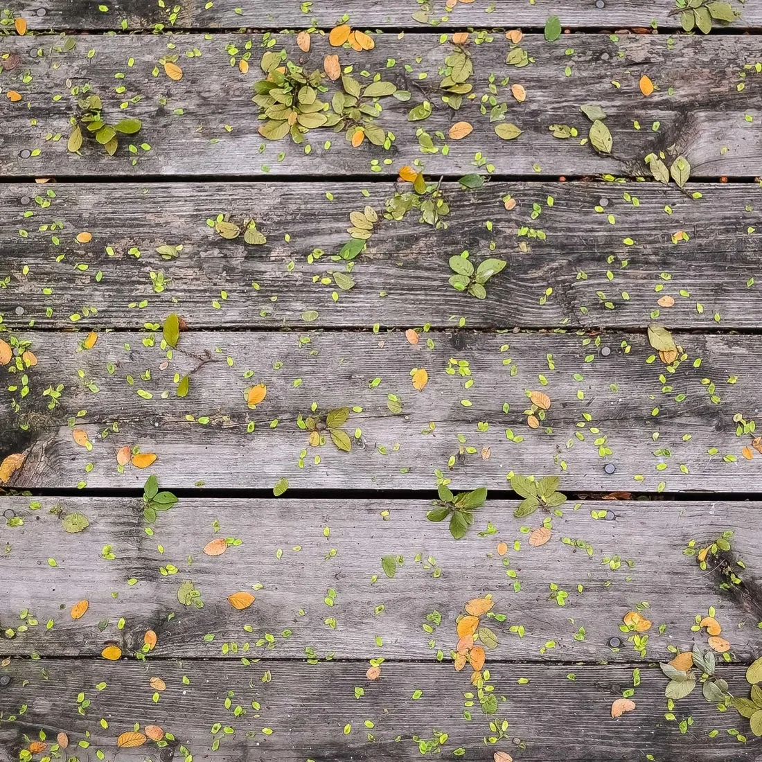 Seasons